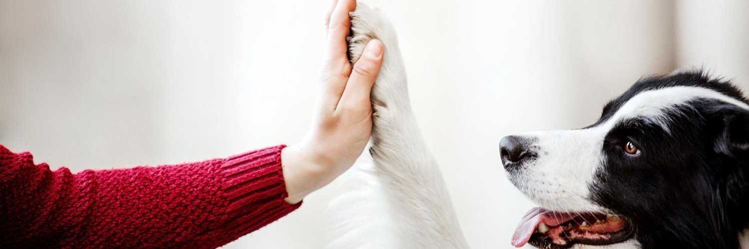 hundehaftpflichtversicherung